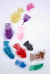 Tropical Craft Feather
